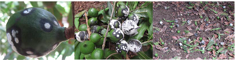 Brief report on monitoring and control of macadamia nut diseases and insect pests in Yunnan