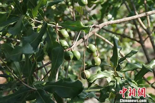 Industry Information: Macadamia in Yunnan: "Standing at Thirty" and Encountering "Growing Troubles"