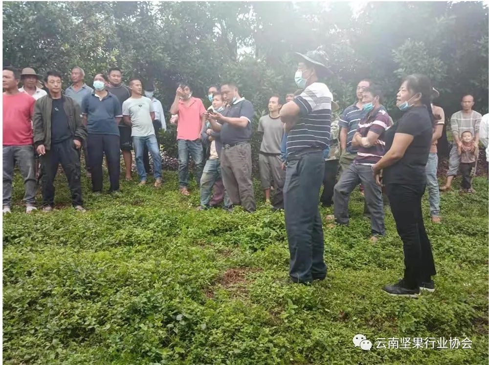 In 2021, the training on high-yield cultivation and management technology of macadamia nuts will be held