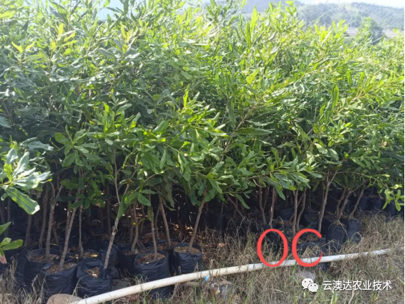 Seedling and Planting Technology of Macadamia Nut Management