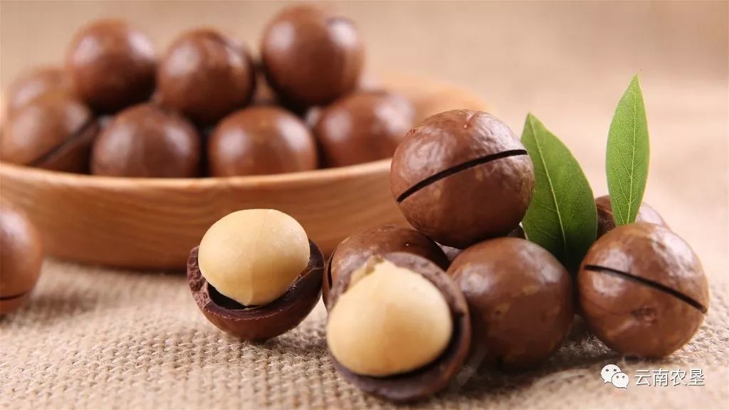 Member style: Xishuangbanna Yunken Macadamia Nut Technology Development Co., Ltd. "Yunken" nuts were selected as "Top Ten High-quality Agricultural Products" by the Agricultural Reclamation Pavilion of the 16th Agricultural Fair