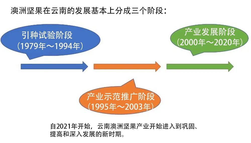 A Brief History of the Development of Yunnan Macadamia Industry