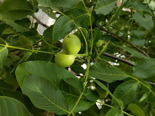 Early warning for thrips in macadamia orchards