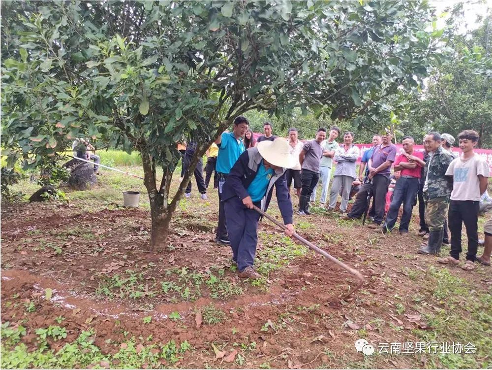 In 2019, the training on high-yield cultivation and management technology of macadamia nuts was held