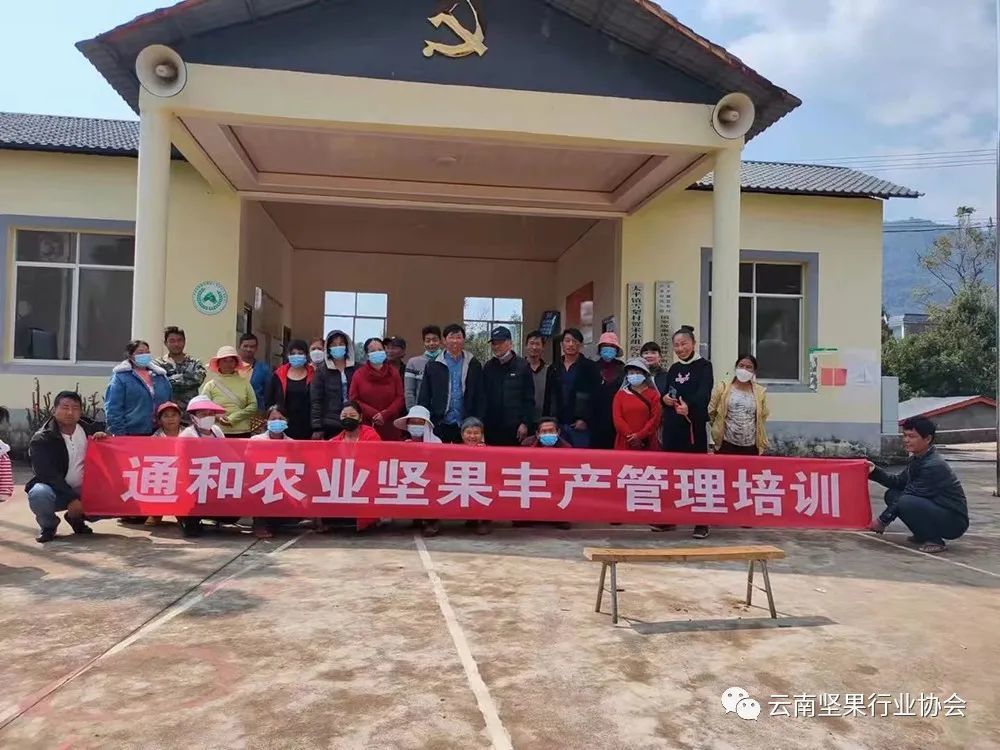 Yingjiang County Tonghe Agricultural Development Co., Ltd. has helped Yingjiang County's macadamia industry develop in a healthy and orderly manner through technical training