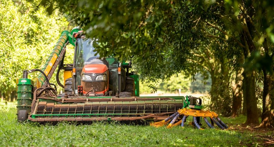 Outlook positive for 2024 Australian macadamia crop