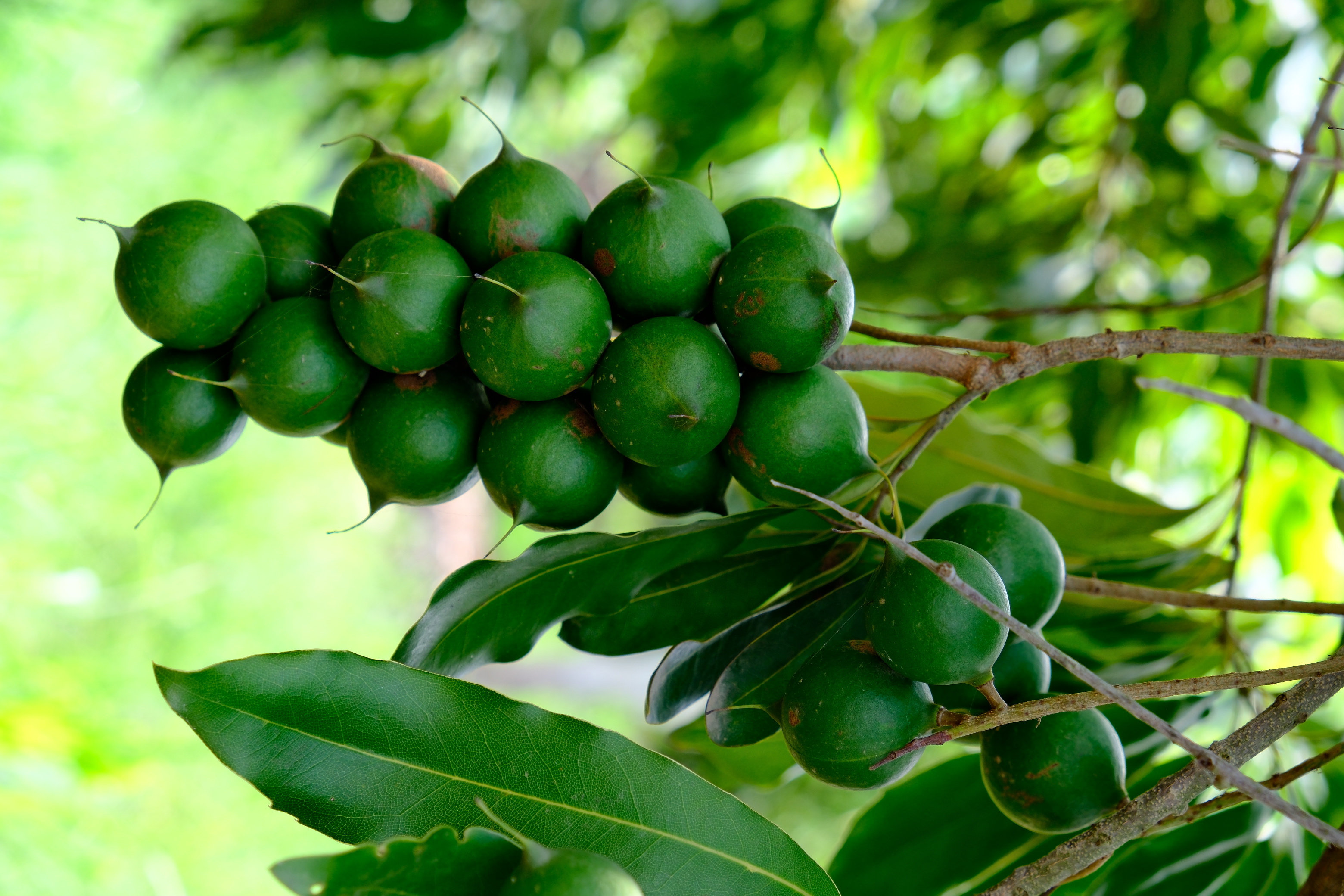 2024 Macadamia Market Recover