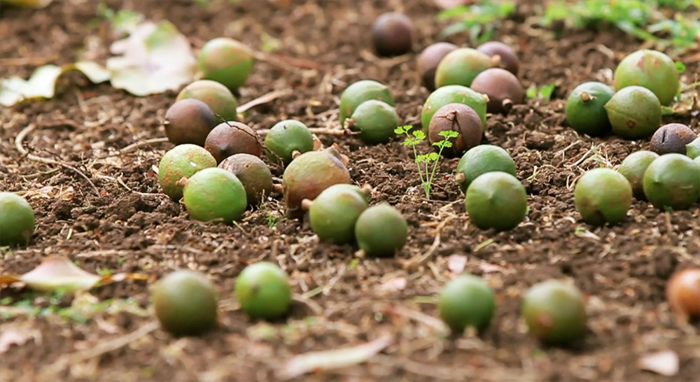 The booming kernel market