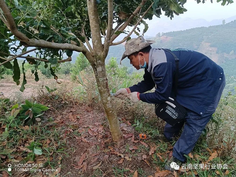 Promotion and demonstration of high-yield cultivation techniques for macadamia nuts