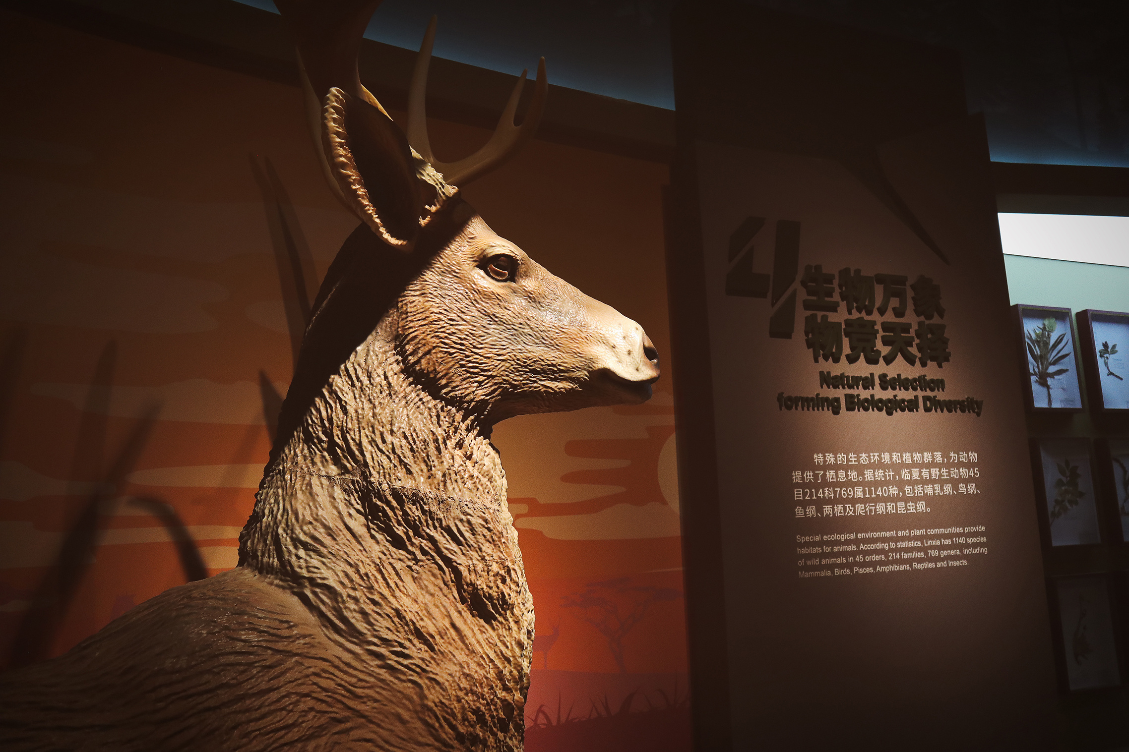 临夏地质公园博物馆