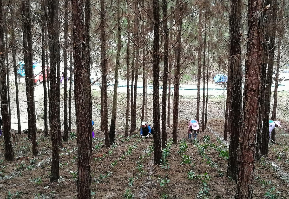 （圖為：榮咬草珊瑚示范基地工人正在種植草珊瑚）