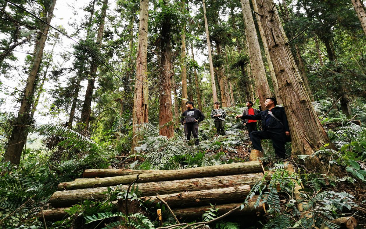 （圖為：國儲林項目間伐木材、枝丫）