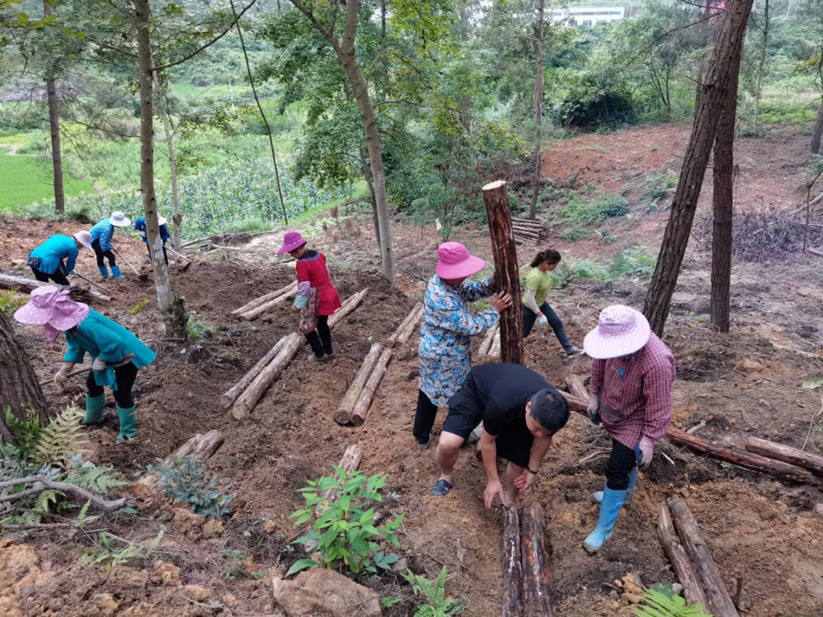 （圖為：國儲林項目間伐木材正用于種植茯苓）