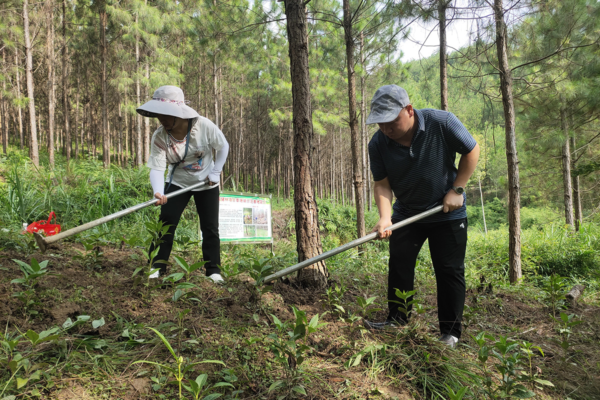 草珊瑚種植基地