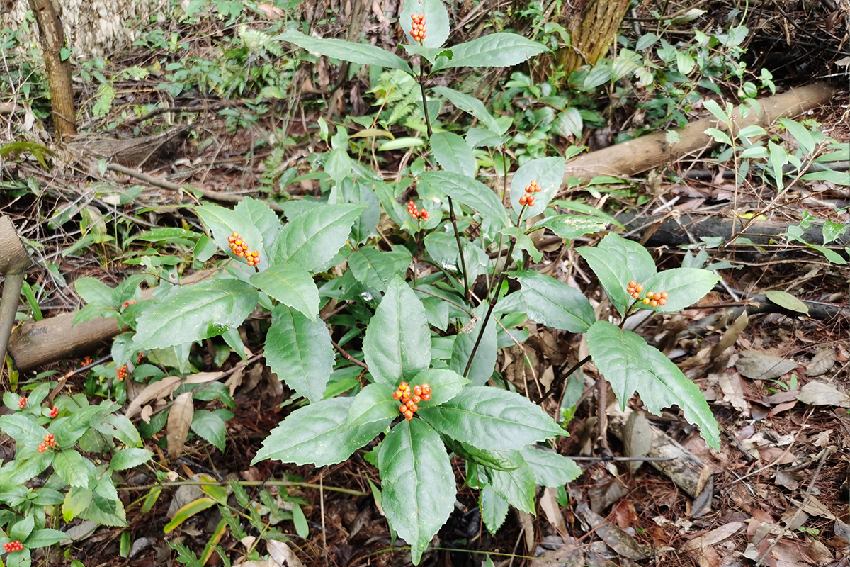 草珊瑚種植基地