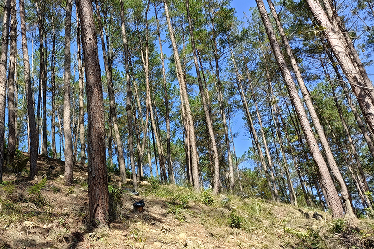 茯苓種植基地