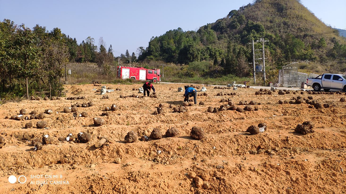 （圖為：燈懂茯苓種植示范點工人正在采收茯苓）