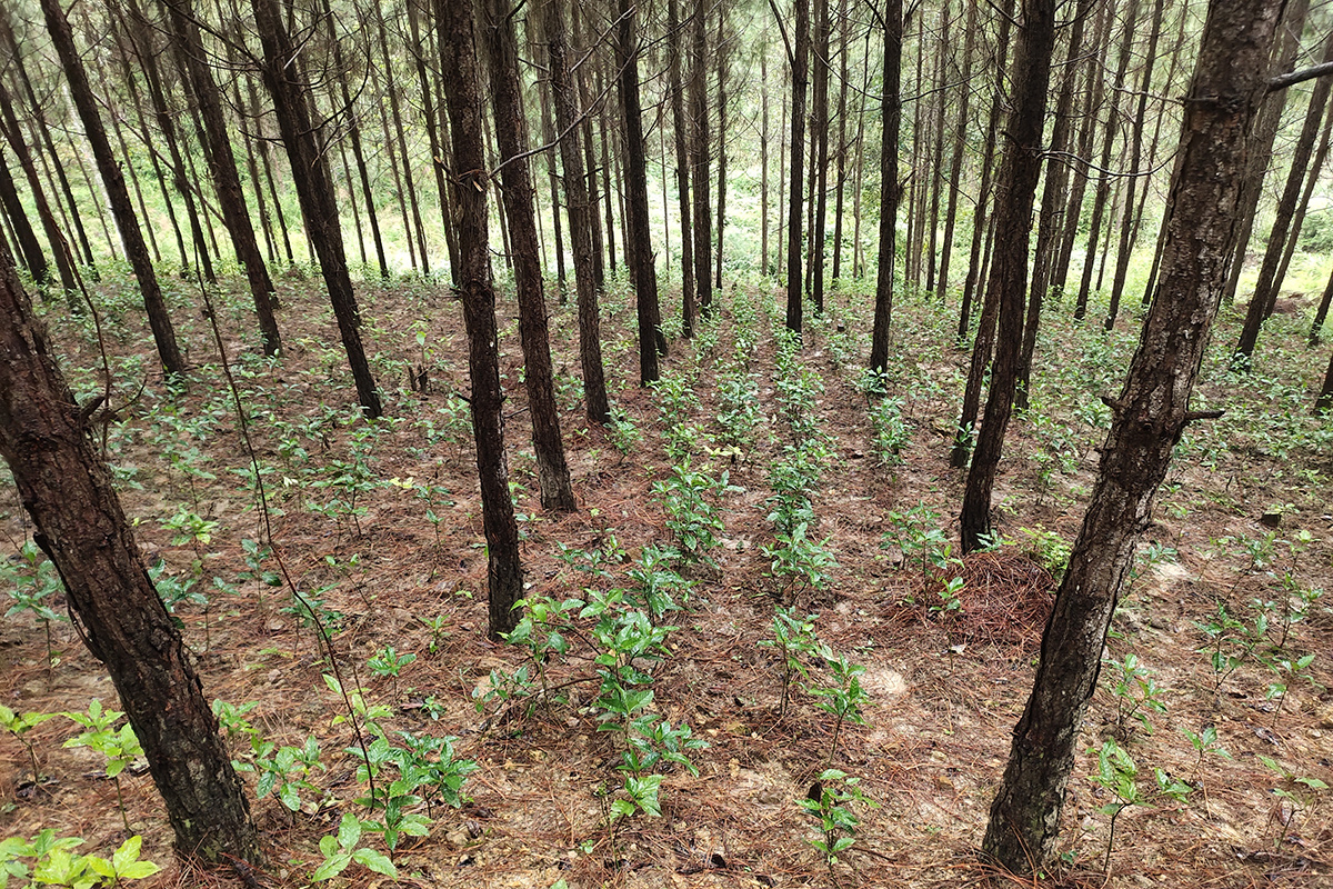 草珊瑚種植基地