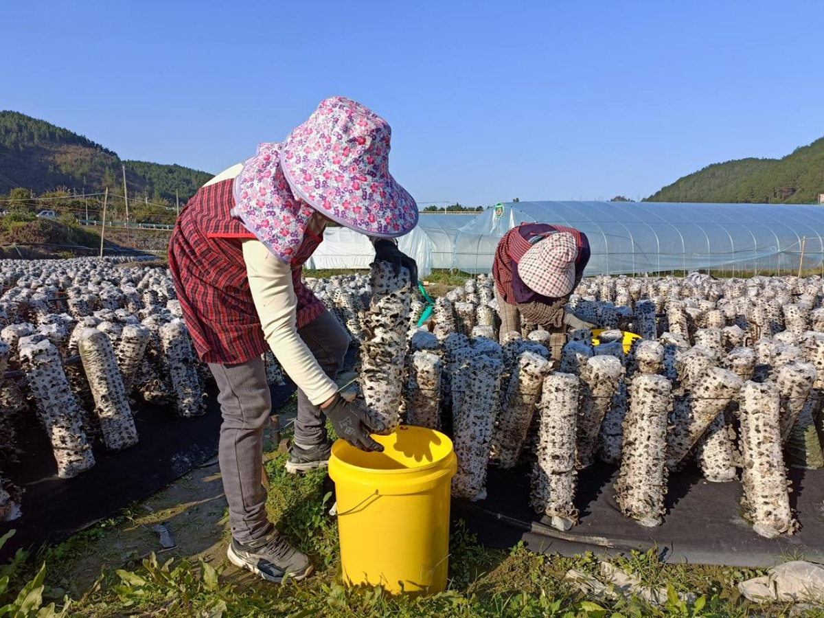 （圖為：九阡下水措食用菌（木耳）示范種植基地工人正在采收）