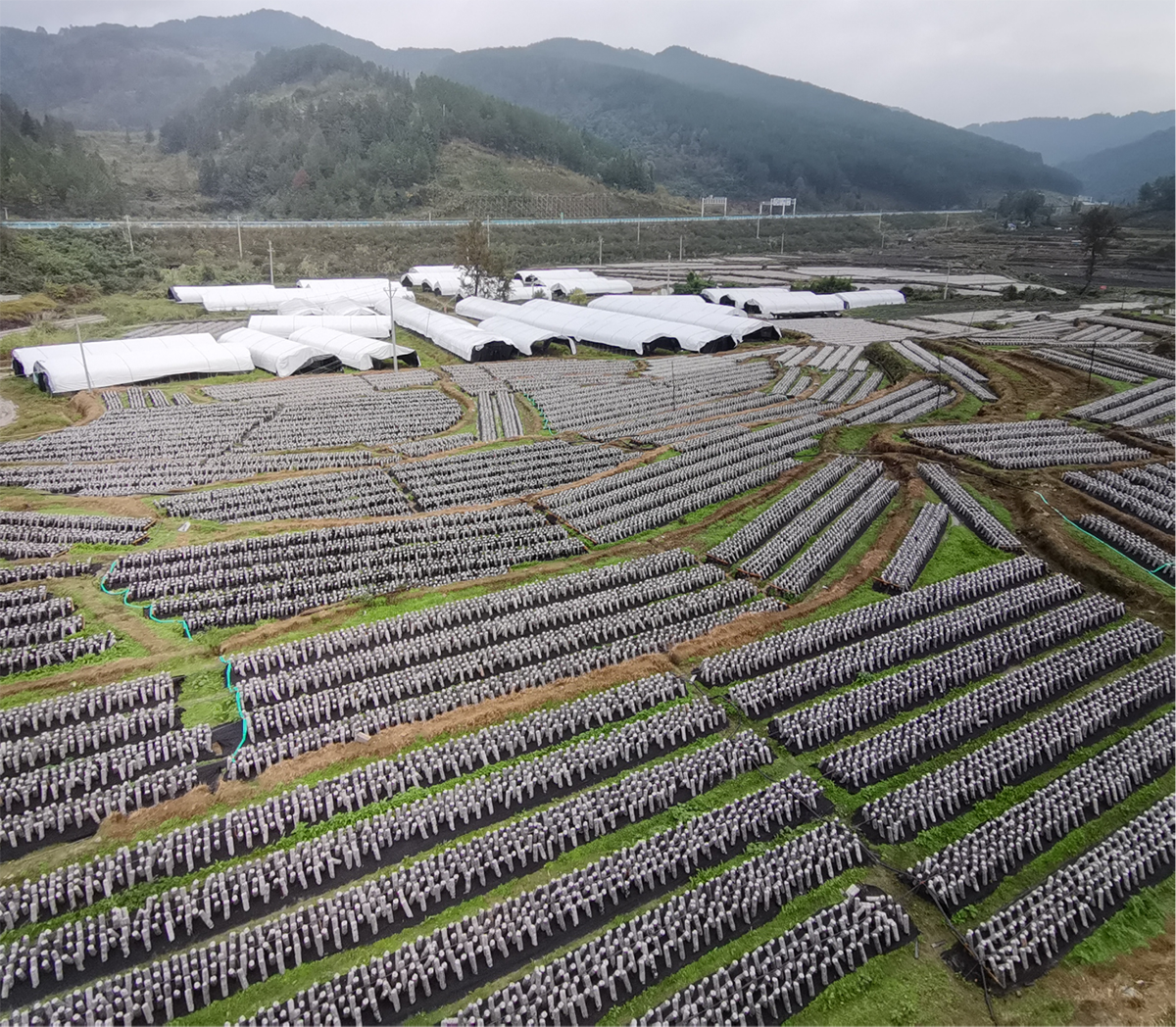 （圖為：九阡下水措食用菌（木耳）示范種植基地）