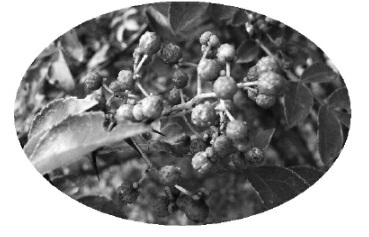 alt="花椒紅了 椒農笑了"