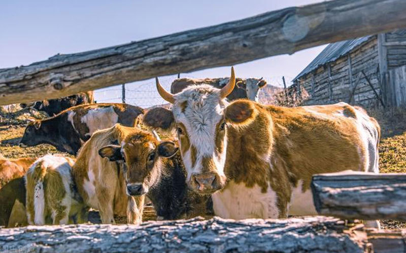 The large-scale development of my country's beef cattle industry is in the ascendant——Analysis of beef cattle breeding in North American countries