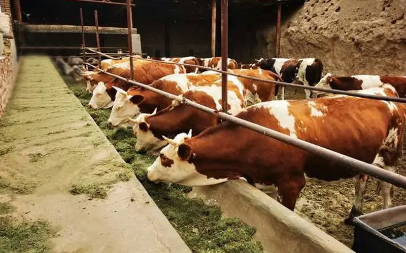 The cattle industry is about to usher in a turning point. Slaughter companies and cattle farmers are fighting against each other. Will the price of cattle go up or down?