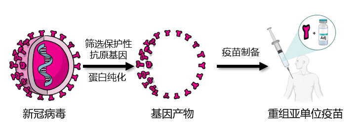 我国新冠疫苗发展现状及未来发展导向分析 北京中关村科技产业研究院有限公司