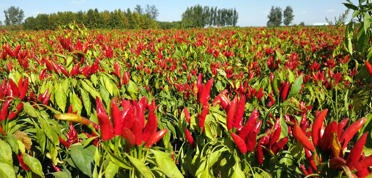 500亩种植基地