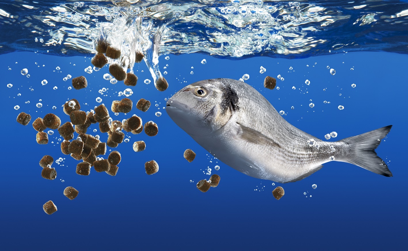 Aquaculture