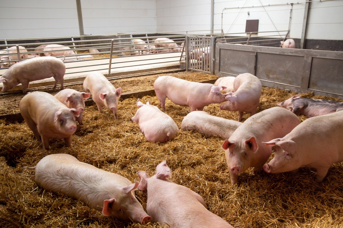 Feed Additives