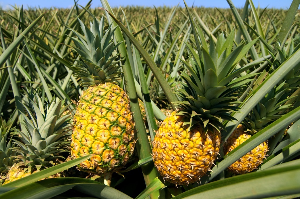 Plant Nutrition