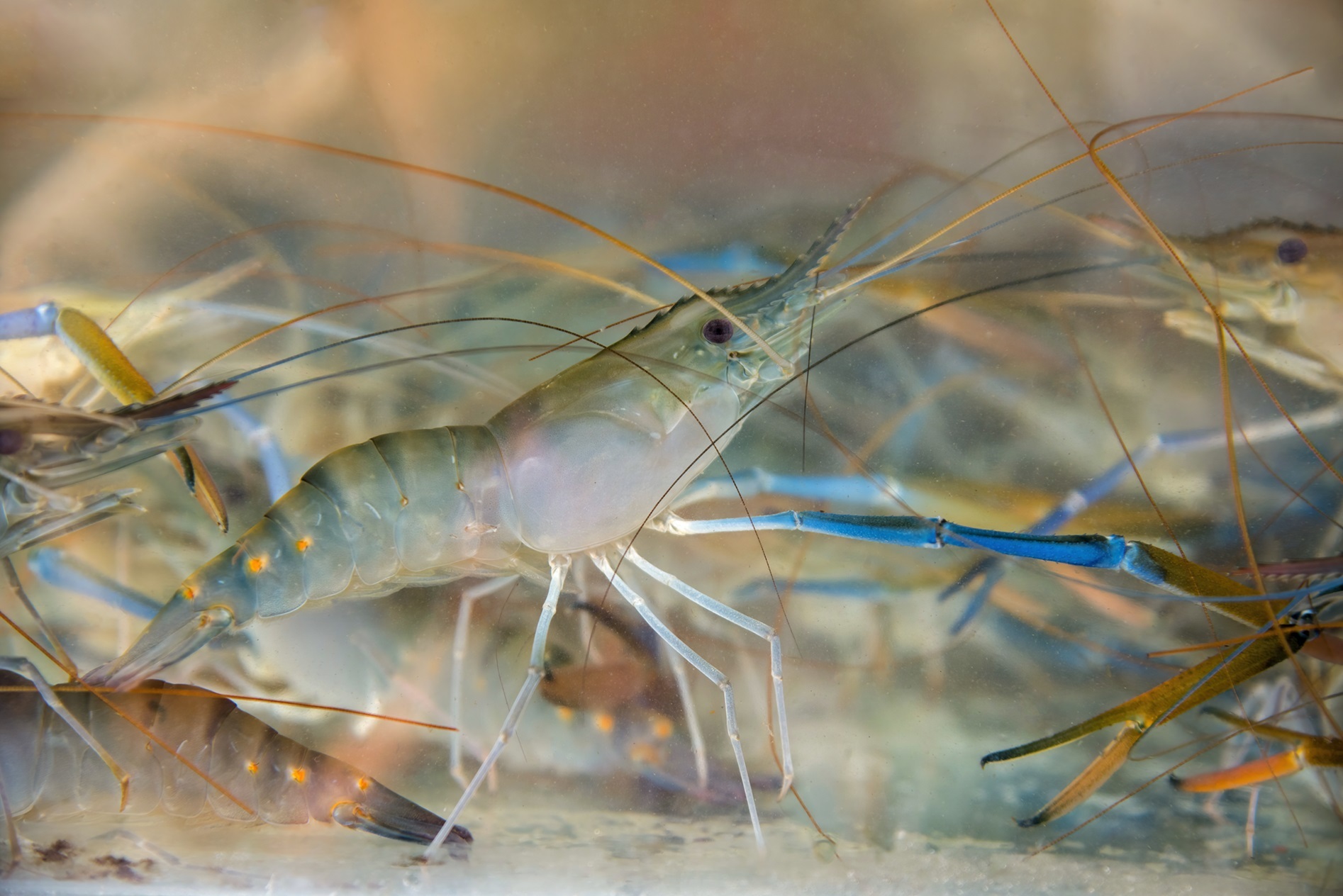 Aquaculture