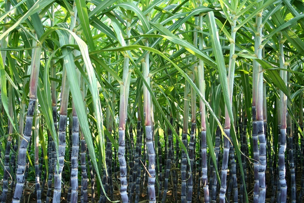 Plant Nutrition