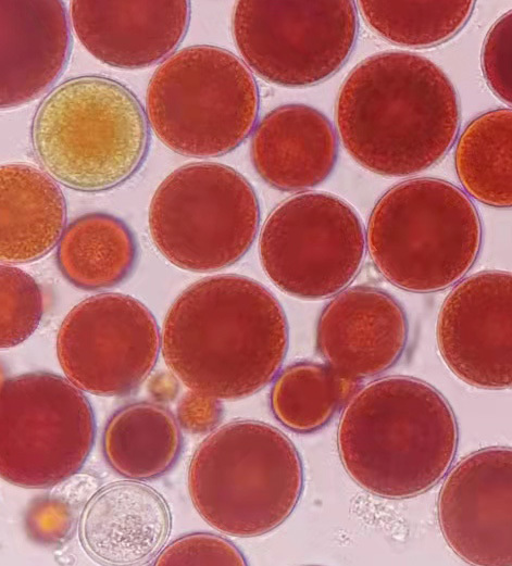 Haematococcus Pluvialis