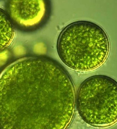 Chlorella