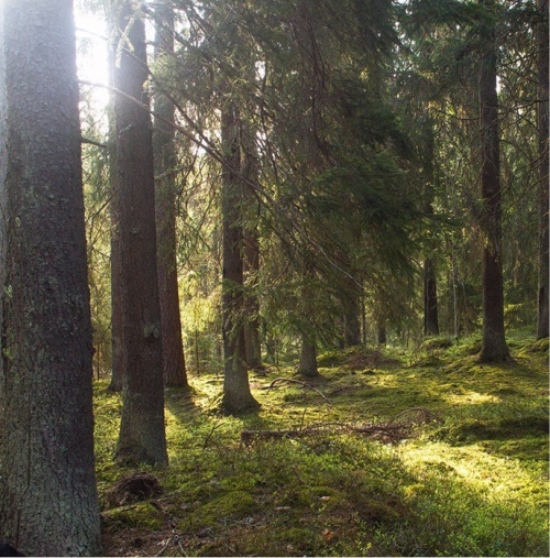 走近瑞典木业，感受木结构建筑的力量