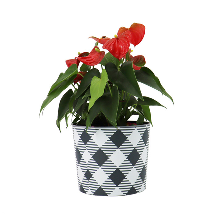 Flowerpot 6inch (13.7*15.5cm*12.3cm)