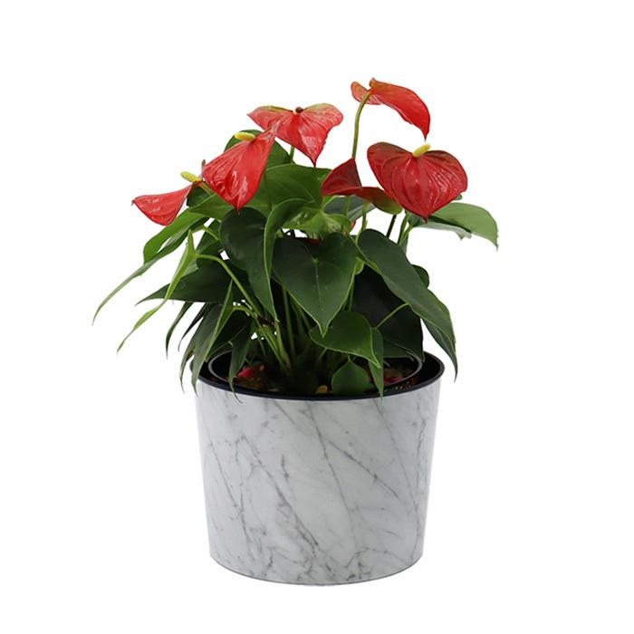 Flowerpot 6inch (13.7*15.5cm*12.3cm)