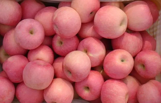 Fresh Chinese Red Paper Bagged FUJI Apples - China Fresh Apple, Apples