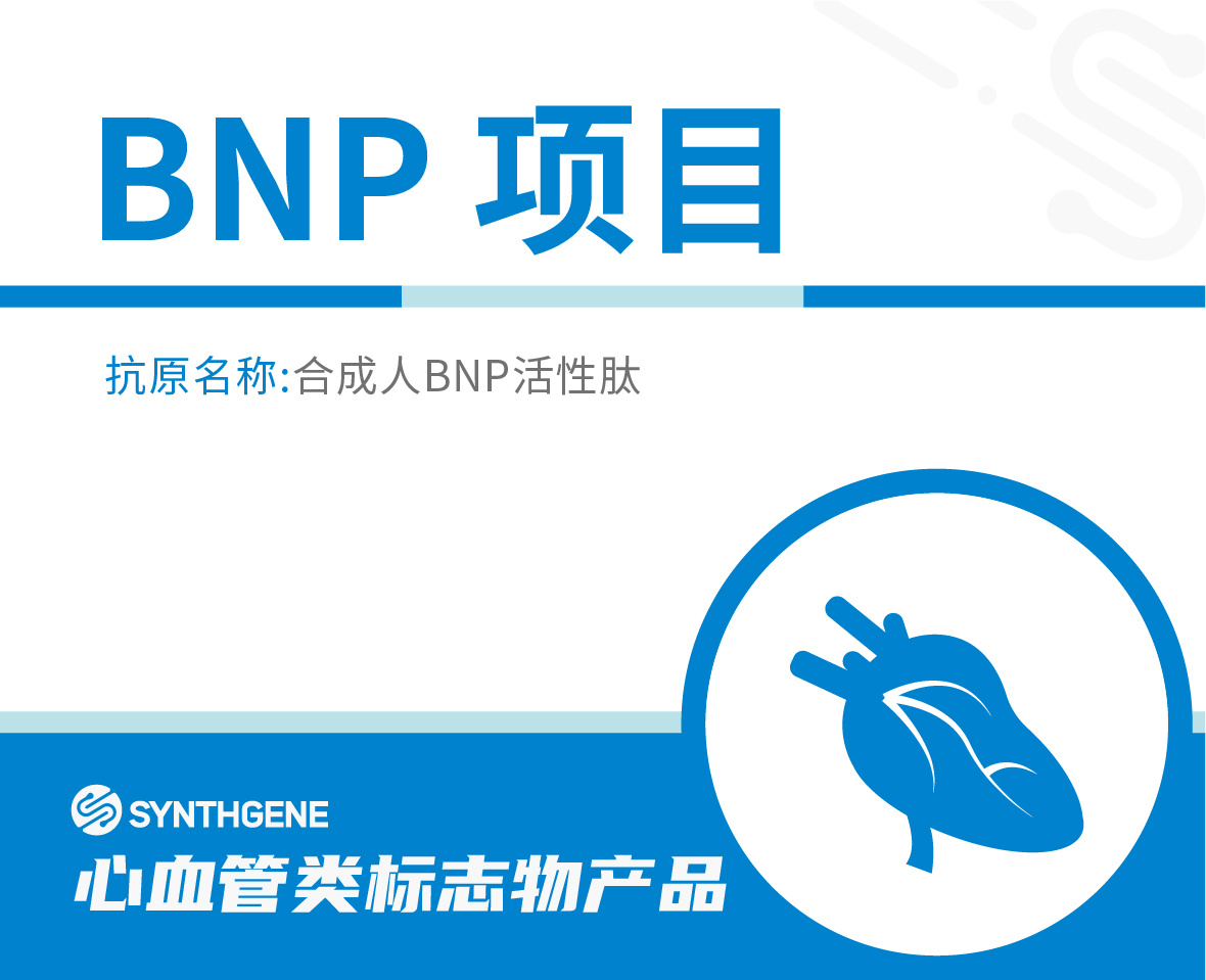 BNP 项目