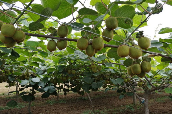 西安周至万亩有机猕猴桃现代示范园猕猴桃