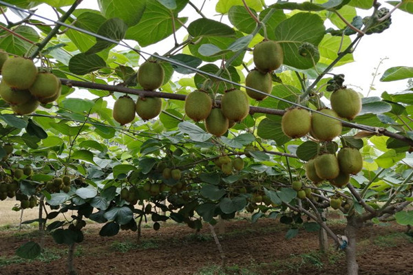 Kiwifruit from Zhouzhi County, Xi'an City Organic Kiwifruit Modern Demonstration Garden of Ten Thousand Mu