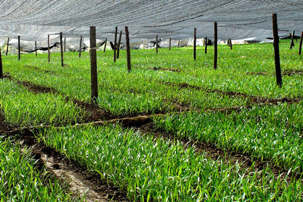 Trial planting of imported seed seedlings and nursery stock