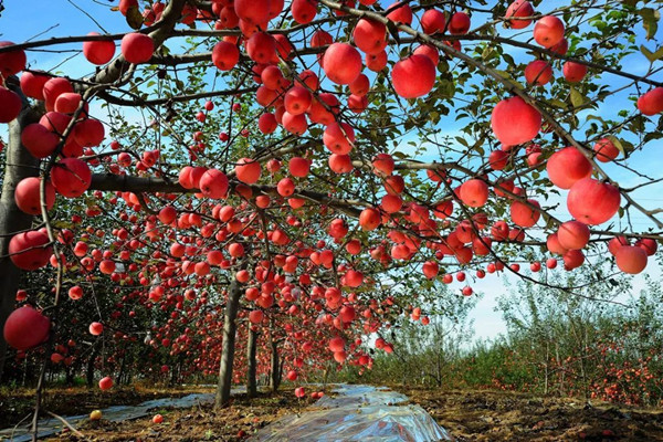 Luochuan Apple Industrial Park in Shaanxi Province