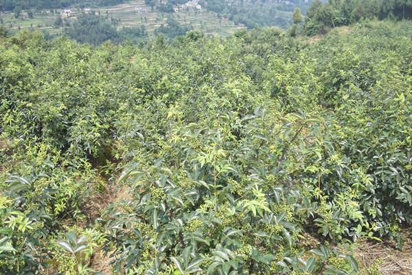 National Pepper Industrial Park in the Hancheng City