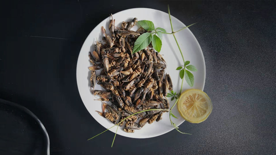 Exotic pets food