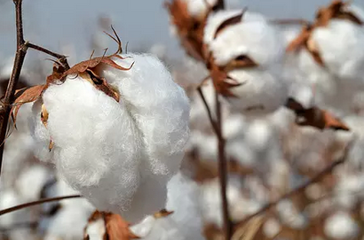 阿克苏地区植棉面积增加 单产同比下降