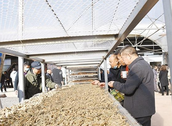云南省已建成15條堅果初加工生產線