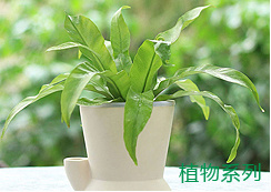 圖片名稱(chēng) 圖片名稱(chēng)